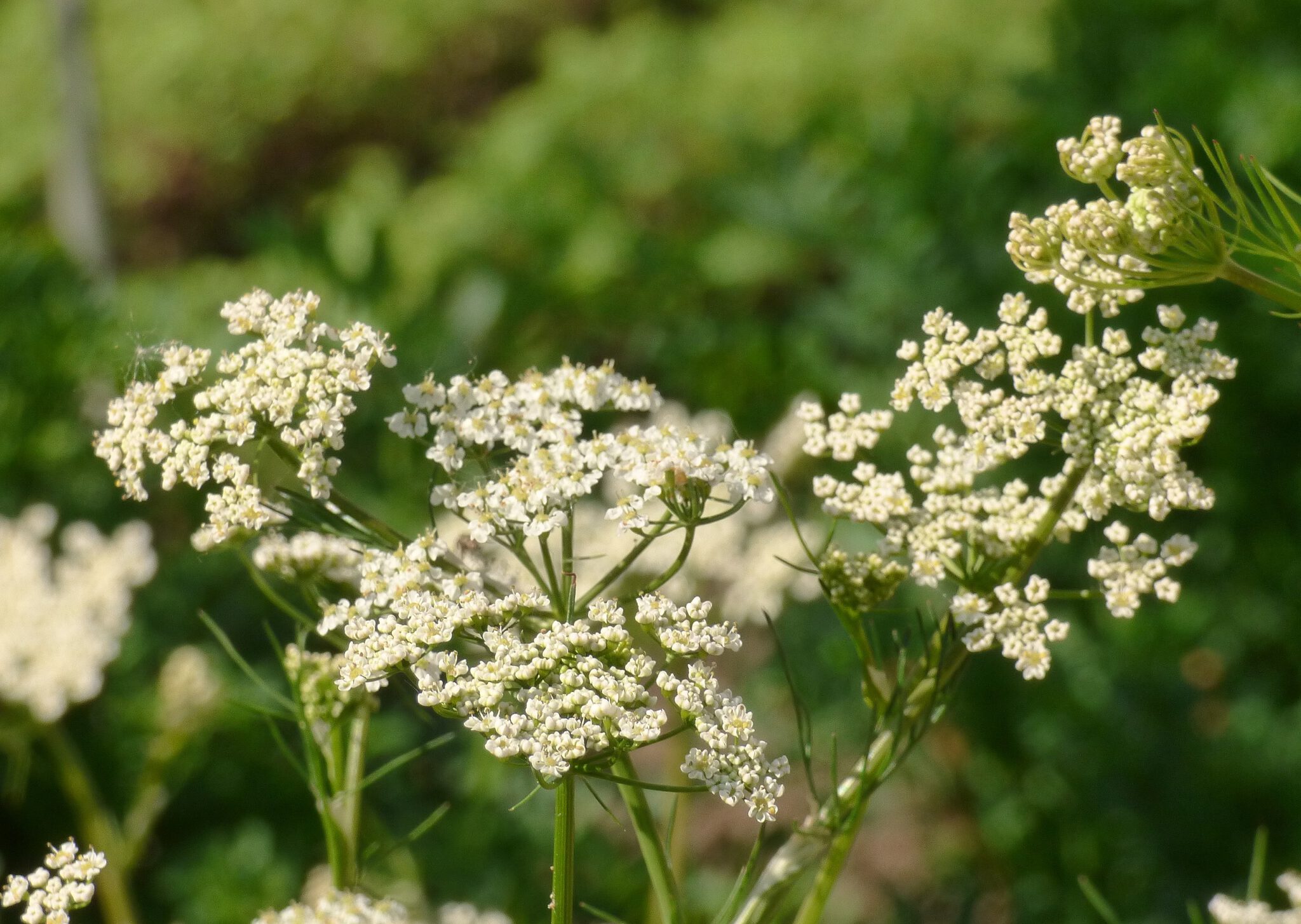 Echter Kümmel – Gewürz & Heilpflanze mit Geschichte – Naturerlebnis Kalis