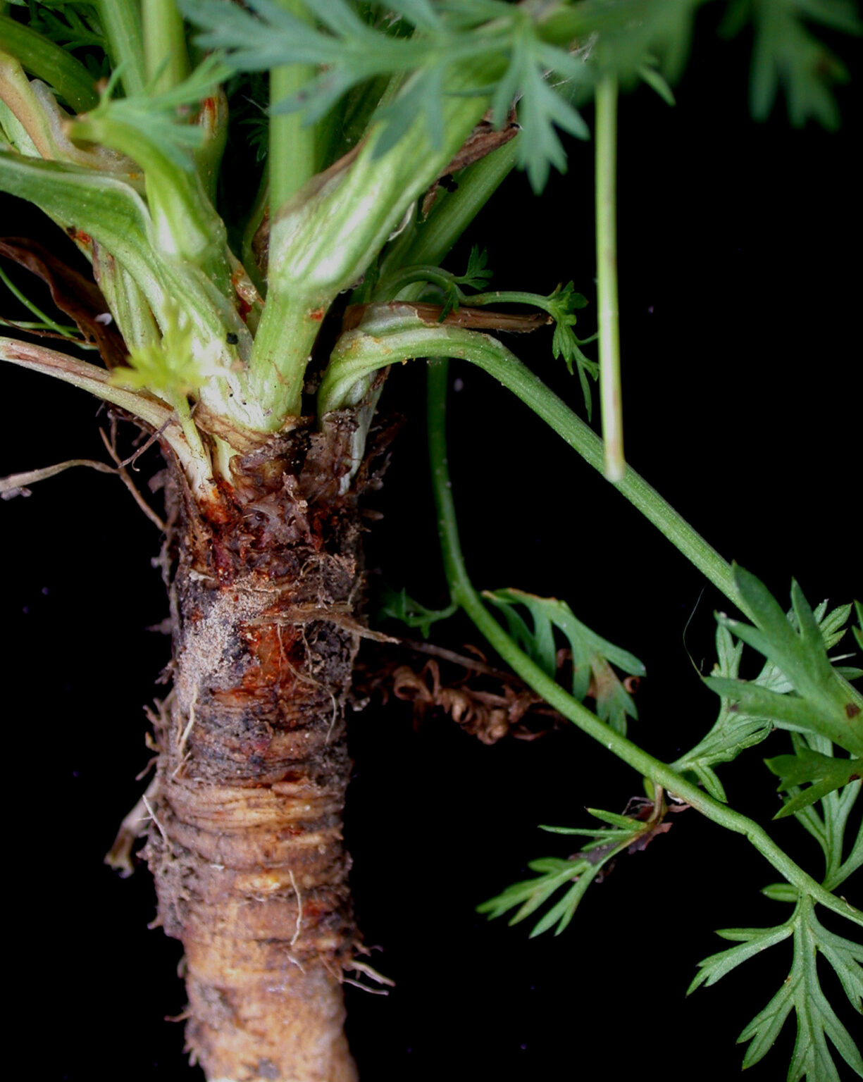 Echter Kümmel – Gewürz & Heilpflanze mit Geschichte – Naturerlebnis Kalis